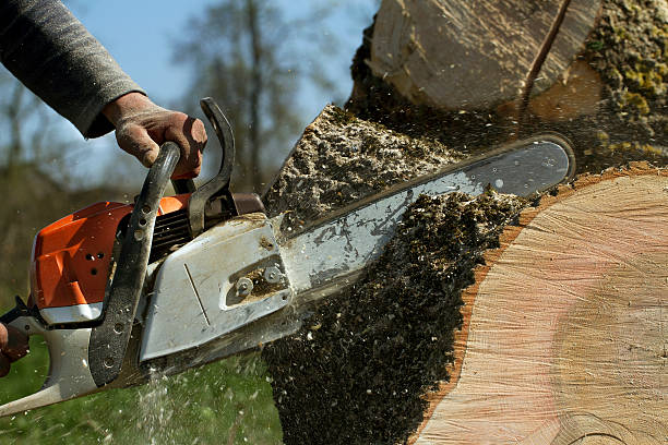 Best Tree Cutting Near Me  in Grifton, NC